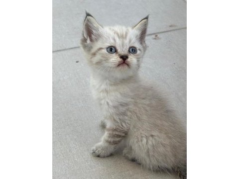 Birbirinden güzel british shorthair bebeklerimiz