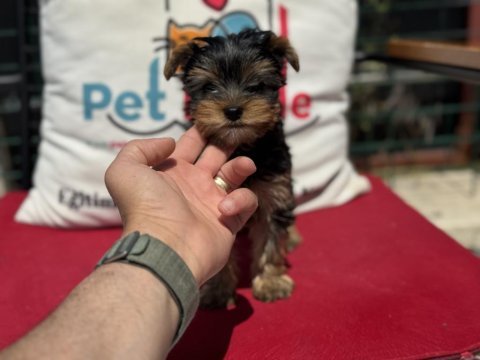 Petmode köpek çiftliğinden tea cup yorkshire terrier