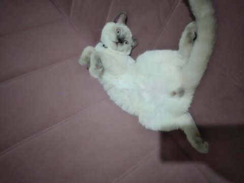 Sütlaç yeni ailesini arıyor british shorthair