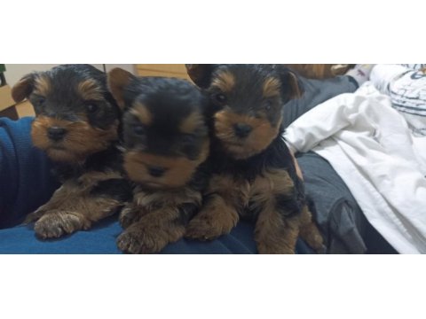 Yorkshire terrier bebeklerimiz sahiplendirilecektir