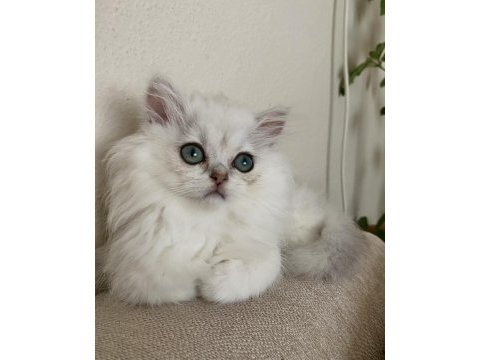Dünya tatlısı british longhair