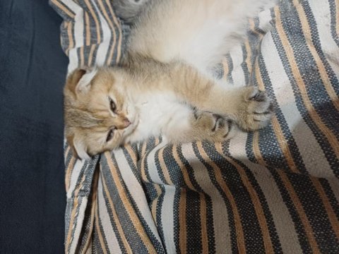 Golden dişi scottish fold yavru