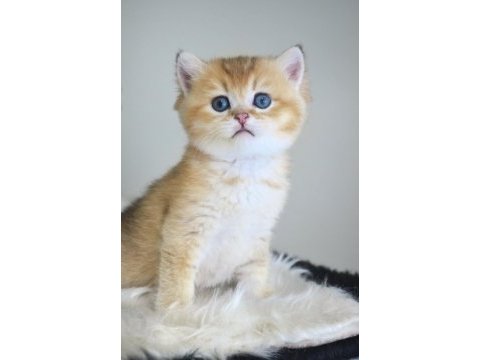 Golden british shorthair yavrularım