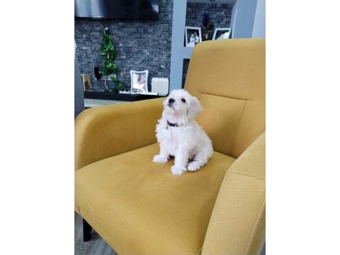 3 aylık maltipoo erkek casper köpeğimiz