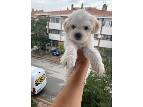 Maltese terrier yavrularımız