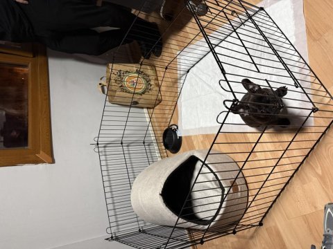 3 aylık yavru french bulldog