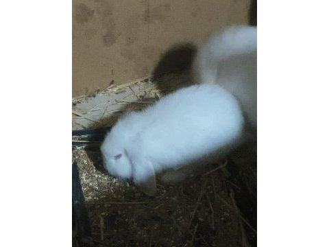 Lop tavşanı