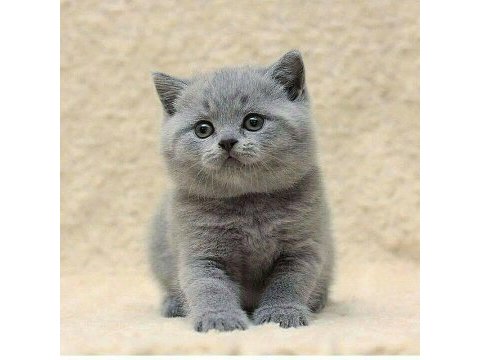 British longhair bebekler