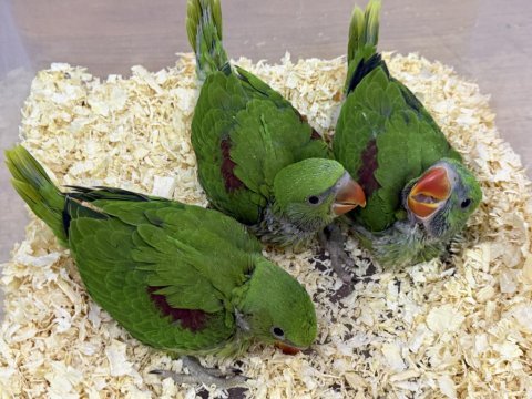 45-50 günlük bebek alexander iskender papağanı