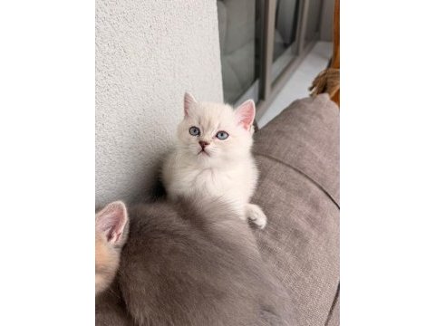 Teslime hazır erkek kardeş kediler