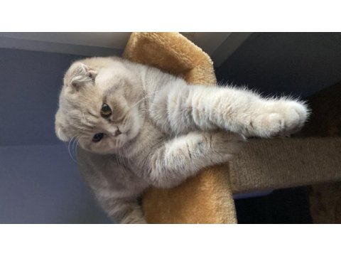 Minik scottish fold kız