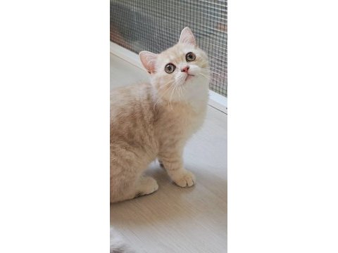 British shorthair safkan kedimizi sahiplendiriyoruz