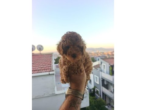 Toy poodle yavrular