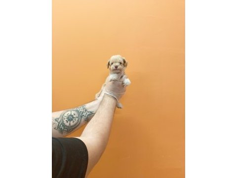 Irk garantili mükemmel maltipoo yavrular