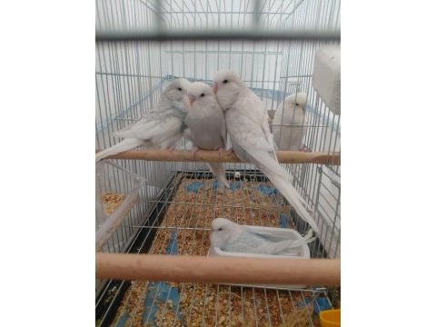 Ele alıştırmalık muhabbet kuşu yavrular
