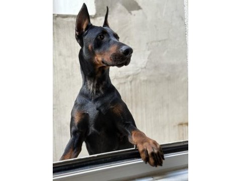 Doberman yer sıkıntısından dolayı sahiplendiriyorum