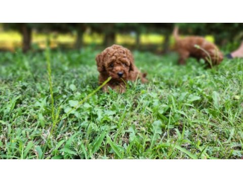 Poodle en güzelini arayanlar