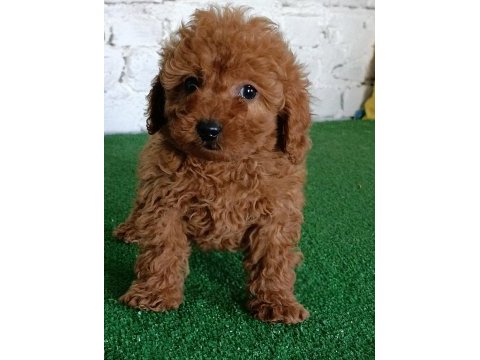 Toy poodle yavrularımız