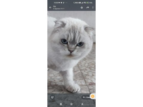 Güzel british shorthair kızlar yeni yuvalarını arıyorlar