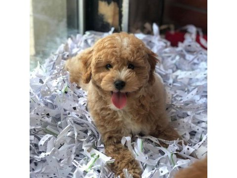 Bal küpü maltipoo mübarek (uygun)