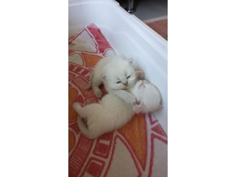 Rezerveye açık kedilerimiz 