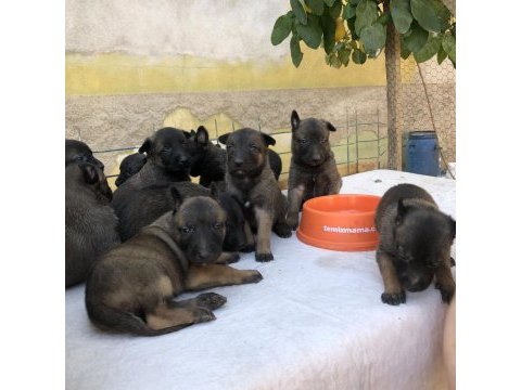 Teslime hazır malinois a kalite bebekler