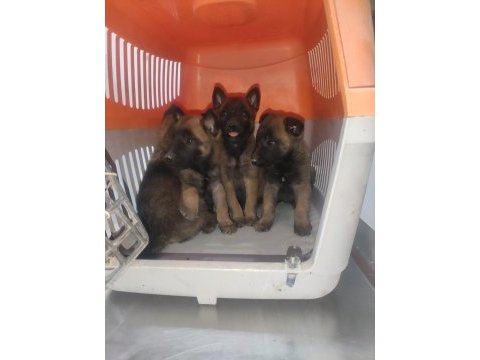 Günü gelen aşıları tam mükemmel malinois yavru köpekler