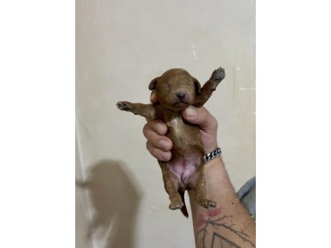 Teacup toy poodle bebeklerim