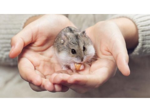 Hamster-gonzales her zaman bulunur