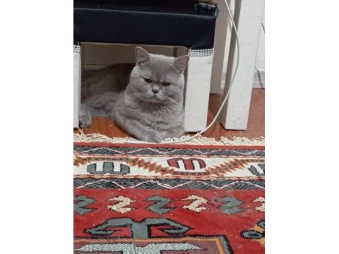 Kedilerimizi çiftleştirmek