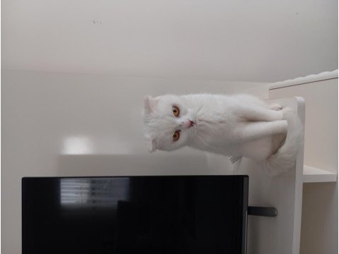 Ücretsiz sahiplendirilecek beyaz scottish fold
