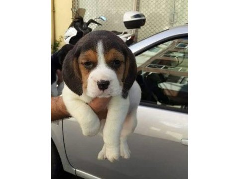Beagle yavrular