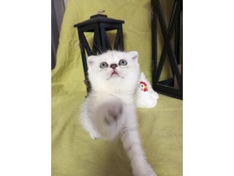 Scottish fold 1 dişi 1 erkek 2.5 aylık