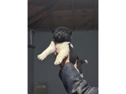 Amerikan akita köpeği