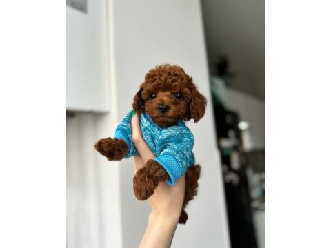 Toy poodle yavruları