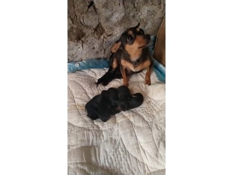 Pinscher erkek dişi mevcuttur