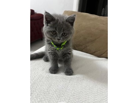 45 günlük erkek british shorthair kedisi