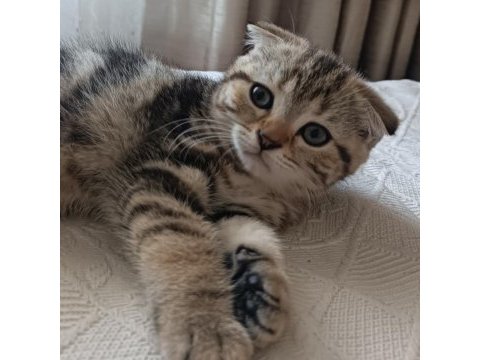 2 aylık scottish fold dişi kedimiz yuva arıyor