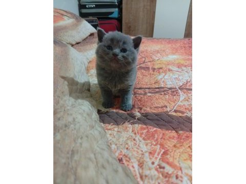 5 adet yavru british shorthair