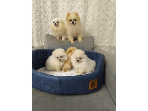 Pomeranian bebişlere ev sahipliği yapmak ister misiniz?