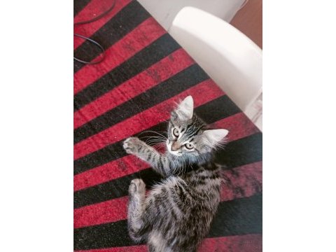Ücretsiz sahiplendirilecek tekir yavrular