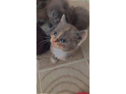 Scottish fold yavruları