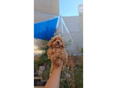 Maltipoo yavrularımız ırk ve sağlık garantili