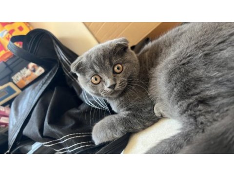 Scottish fold minnaklar