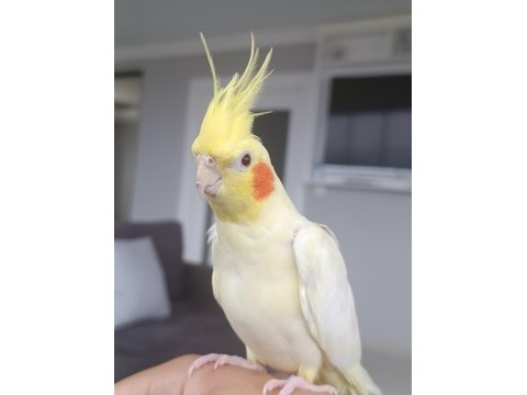 Satılık 5 aylık lutino sultan papağanı