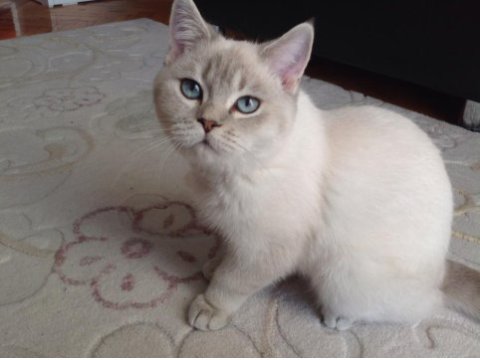British shorthair blue point (mavi gözlü yavru)