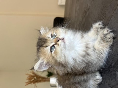 British longhair uzun tüylü yavru