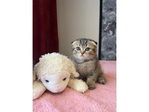 Beyaz ve golden eğik kulaklı tatlı scottish fold yavrularım