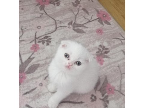 Beyaz scottish fold yavru