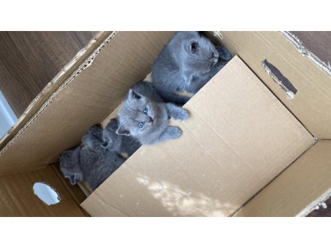 Orijinal ırk scottish fold